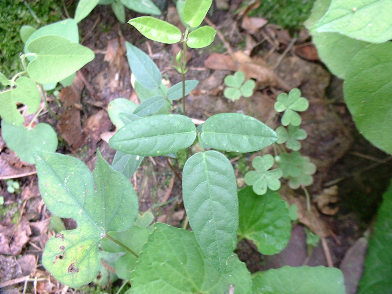 Centrosema virginianum